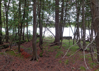 Lot 19 Shoreline
